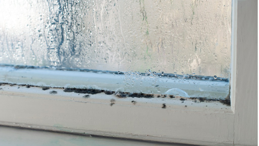 condensation on a window pane