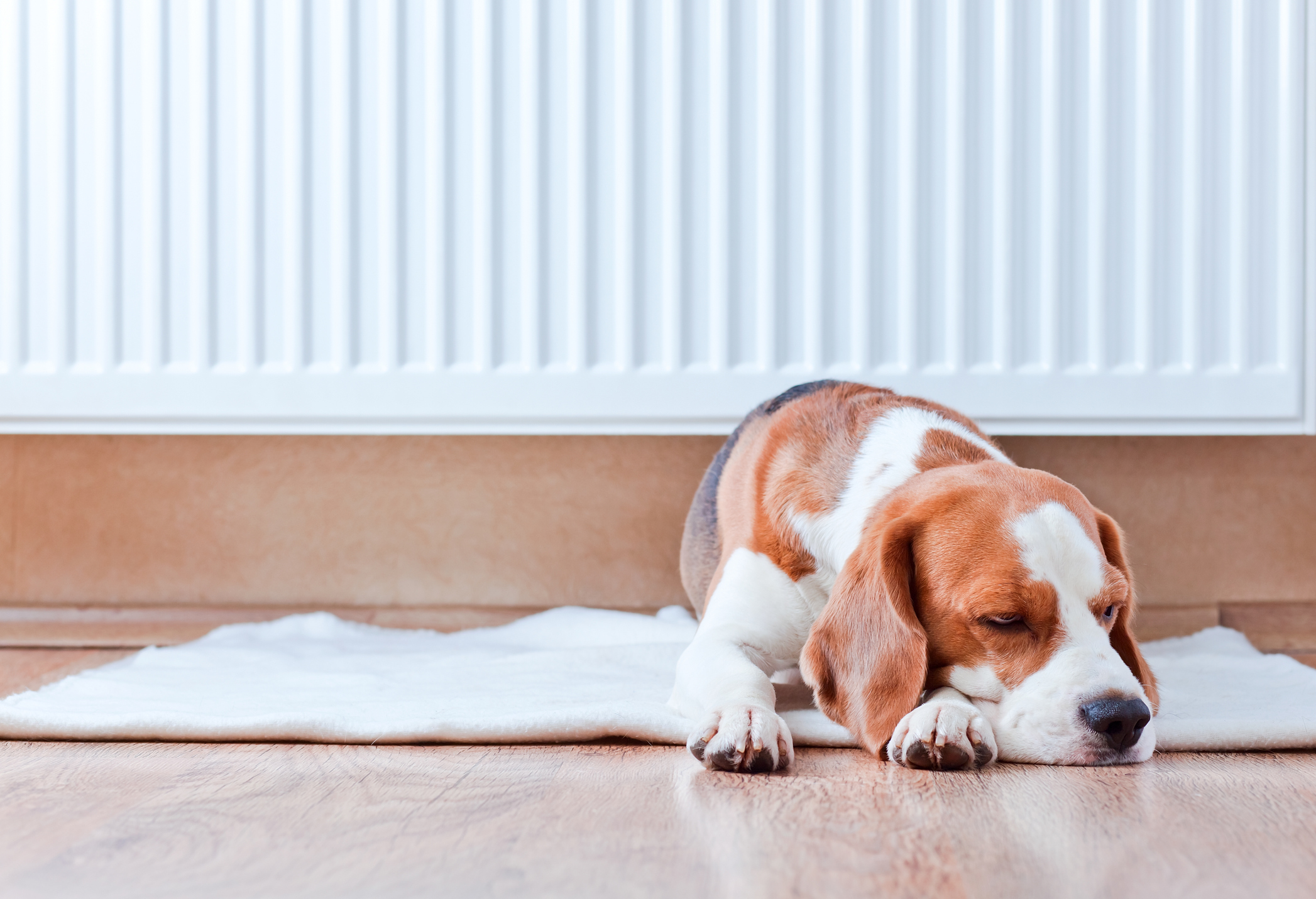 Dog on rug by radiator